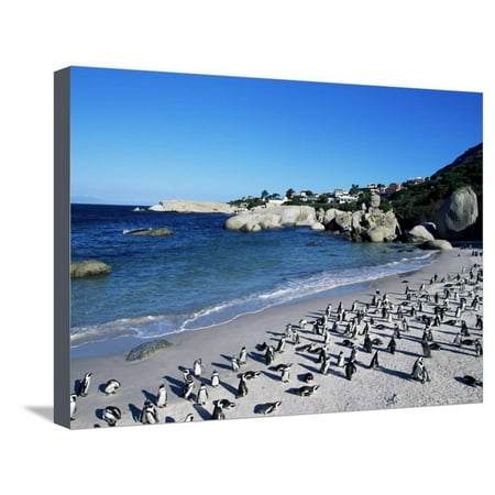 African Penguins at Boulder Beach in Simon's Town, Near Cape Town, South Africa, Africa Stretched Canvas Print Wall Art By Yadid