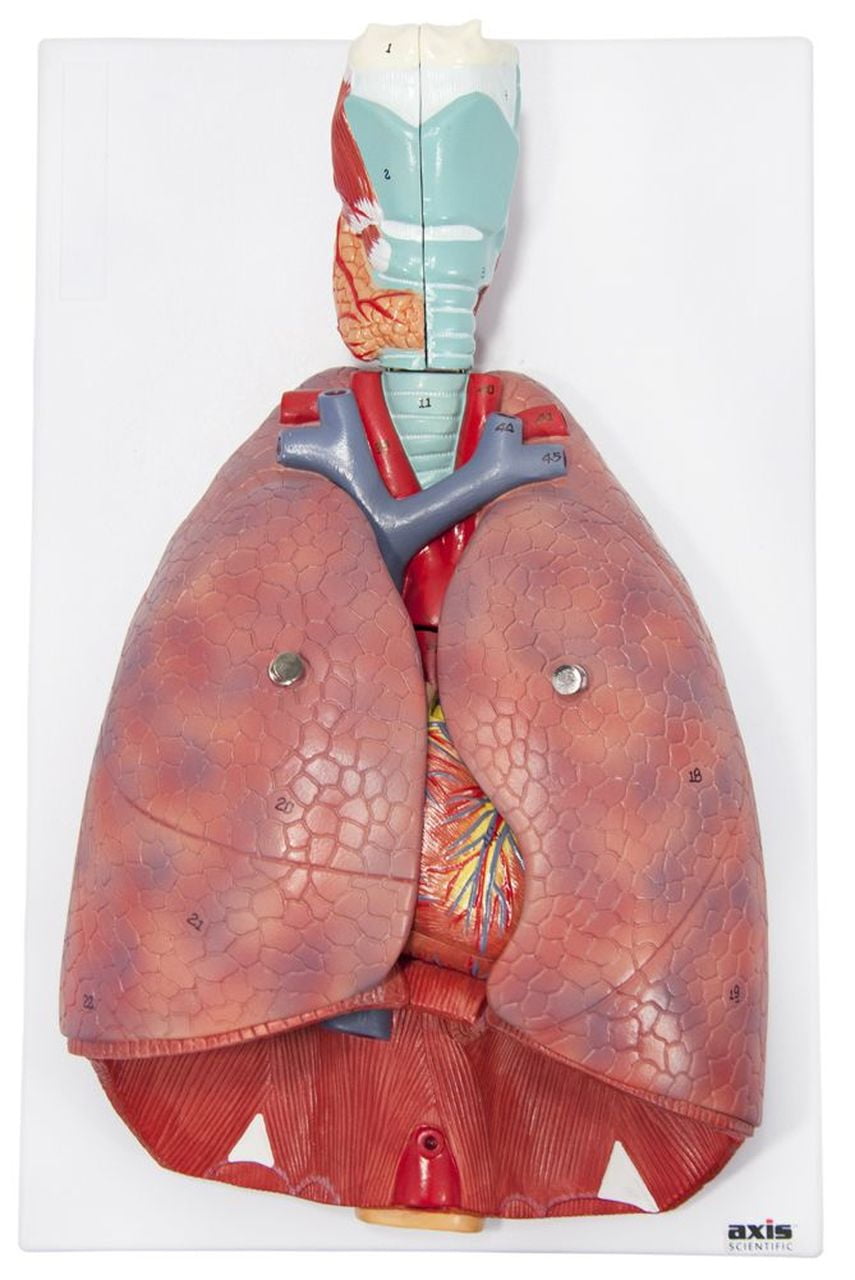 Axis Scientific Human Lung and Respiratory System Model | 3/4 Life Size