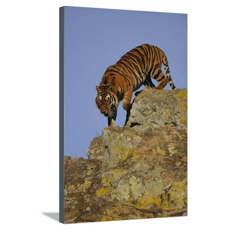 Climbing Tiger - Bengal Tiger Climbing down Rocks Stretched Canvas Print Wall Art By DLILLC