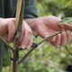 thumbnail image 3 of Esparcidores de Ramas Tren de Tallos de Plantas Extractor de Ramas de áRboles Frutales MáQuina Atadora Herramientas AgríColas Tirador de áNgulo Abierto de Ciruelo, 3 of 5