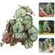 thumbnail image 4 of KAKOWELY Planta de terrario para reptiles, planta artificial para acuario, planta de plástico para pecera, planta decorativa para pecera de reptiles, 4 of 5
