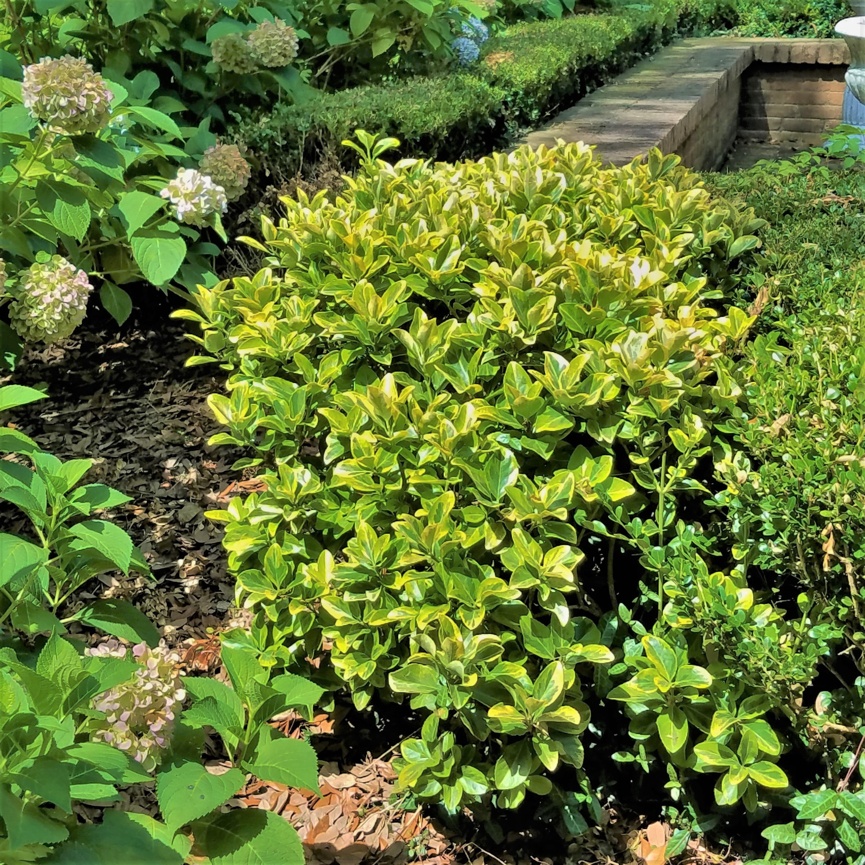 Expert Gardener Golden Euonymus (2.5 Gallon) Green and Yellow Variegated Evergreen Shrub - Full Sun to Part Shade Live Outdoor Plant