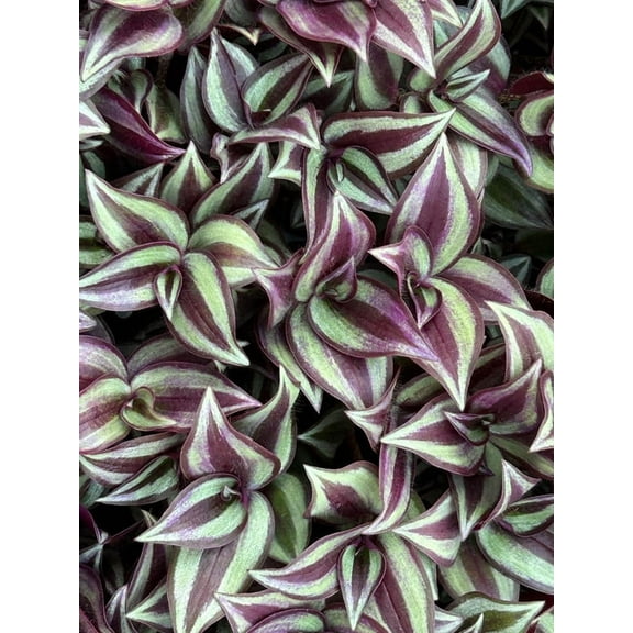 Purple Wandering Jew Live Plant - 10 Starter Plants - Tradescantia Zebrina - Fully Rooted and ready to plant - Air purifier, Easy Houseplant for Home and Office