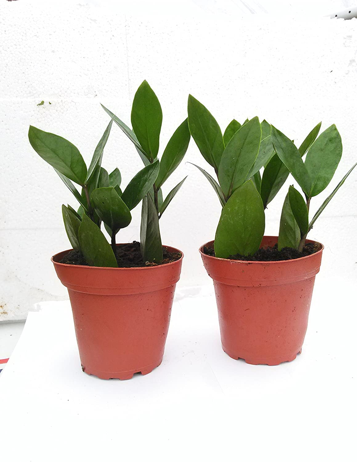 Two Zz Plant Zamioculcas Zamiifolia 4 Pot Only From Jm Bamboo Walmart