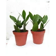 Two Zz Plant - Zamioculcas Zamiifolia - 4'' Pot Only From Jm Bamboo