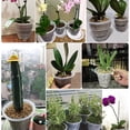 thumbnail image 4 of Langgg 3piece Round Edge Flower Planter Resistant To Wear And Tear Eco-friendly Non-toxic Container Planter Transparent Color 1Set, 4 of 6