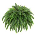 thumbnail image 1 of Helecho artificial Planta artificial Decorativa DIY Simulación Decoración Vegetación 1 por ciento, 1 of 8