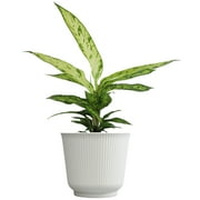 Element Variegated Dumb Cane Starbright in 6" White Decor Pot (Approx 15" Tall) Live Plant