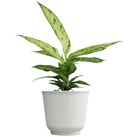 Element Variegated Dumb Cane Starbright in 6" White Decor Pot (Approx 15" Tall) Live Plant