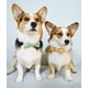 thumbnail image 5 of Collar para perros Lionet Paws con pajarita para perros medianos, 5 of 6