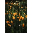 thumbnail image 2 of Mossholder, Tim 17x24 Black Ornate Wood Framed with Double Matting Museum Art Print Titled - Golden Poppies, 2 of 4