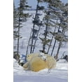 thumbnail image 2 of Illg, Cathy and Gordon 13x18 Gold Ornate Wood Framed with Double Matting Museum Art Print Titled - Canada, Wapusk NP Polar bear cubs and mother, 2 of 4
