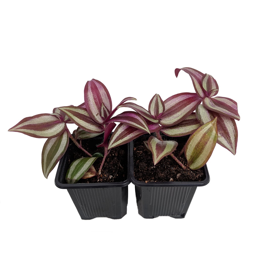 Purple Gypsy Wandering Jew 2 Plants 3" Pots Easy to Grow House
