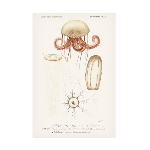 Trademark Fine Art M. Charles D'Orbigny D'Orbigny Sealife VI Canvas Wall Art