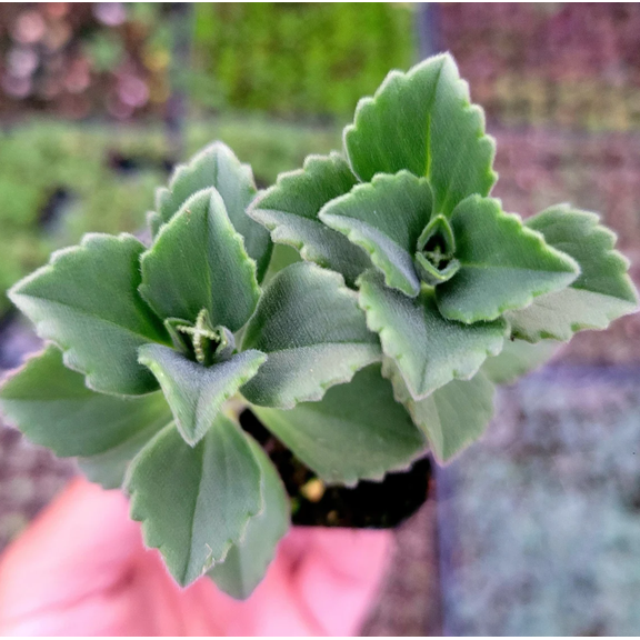 Plectranthus Neochilus Mike's Fuzzy Wuzzy Succulent Live Plant 2 Inch for Indoor Outdoor Home Office Garden Decor