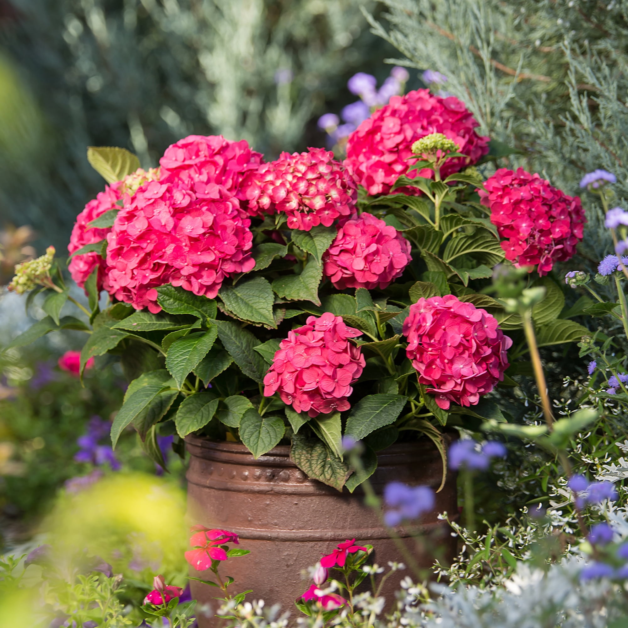 Endless Summer Summer Crush Reblooming Hydrangea Live Shrub in 1-Gallon Grower Pot