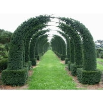 Maze Plant Seeds English Yew Tree jocad (20 Seeds)