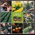 thumbnail image 6 of Soil Activator Concentrate - Organic Potassium Fulvic Acid Powder for Lawn & Garden, Root Stimulator with Drought Protection, Water-Soluble Plant Food for Vegetables/Flowers (60g), 6 of 9