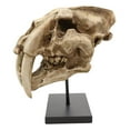 thumbnail image 5 of Sabertooth Tiger Cat Fossil Skull Skeleton Replica Statue With Museum Pole Mount, 5 of 5