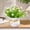 White-Free Size/WH, variant on Artificial Floral Potted Plant Decor Realistic Petal Leaf Texture Zero Upkeep Small Space Saving Outline Ornament for Living Room Dining Table Office Workstation Holiday Souvenir Home Interior Decor