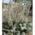 thumbnail image 1 of Earthcare Seeds - White Sage 100 Seeds (Salvia Apiana) Heirloom - Open Pollinated, 1 of 5