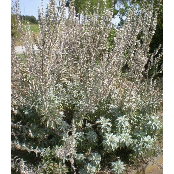 Earthcare Seeds - White Sage 100 Seeds (Salvia Apiana) Heirloom - Open Pollinated