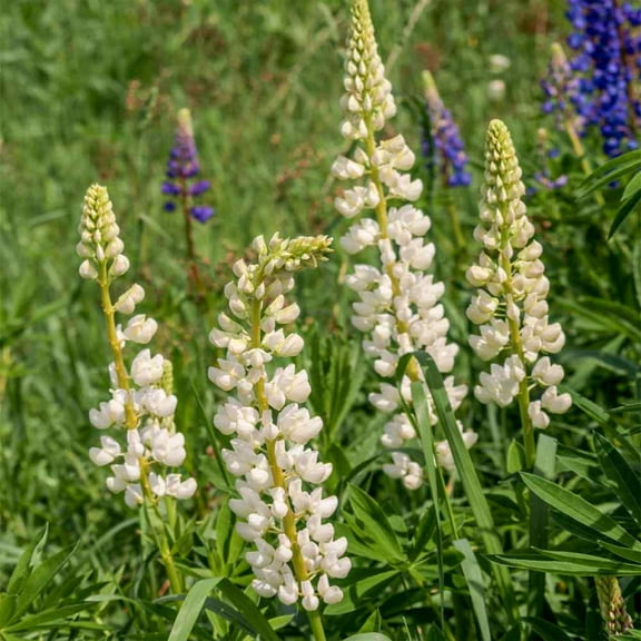 Outsidepride Lupine Noble Maiden - 1000 Seeds