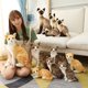 thumbnail image 5 of Gatos siameses realistas de peluche, juguete de simulación de pelo corto americano, muñeco de gato bonito, juguetes para mascotas, decoración del hogar, regalo de cumpleaños para niñas, 5 of 5