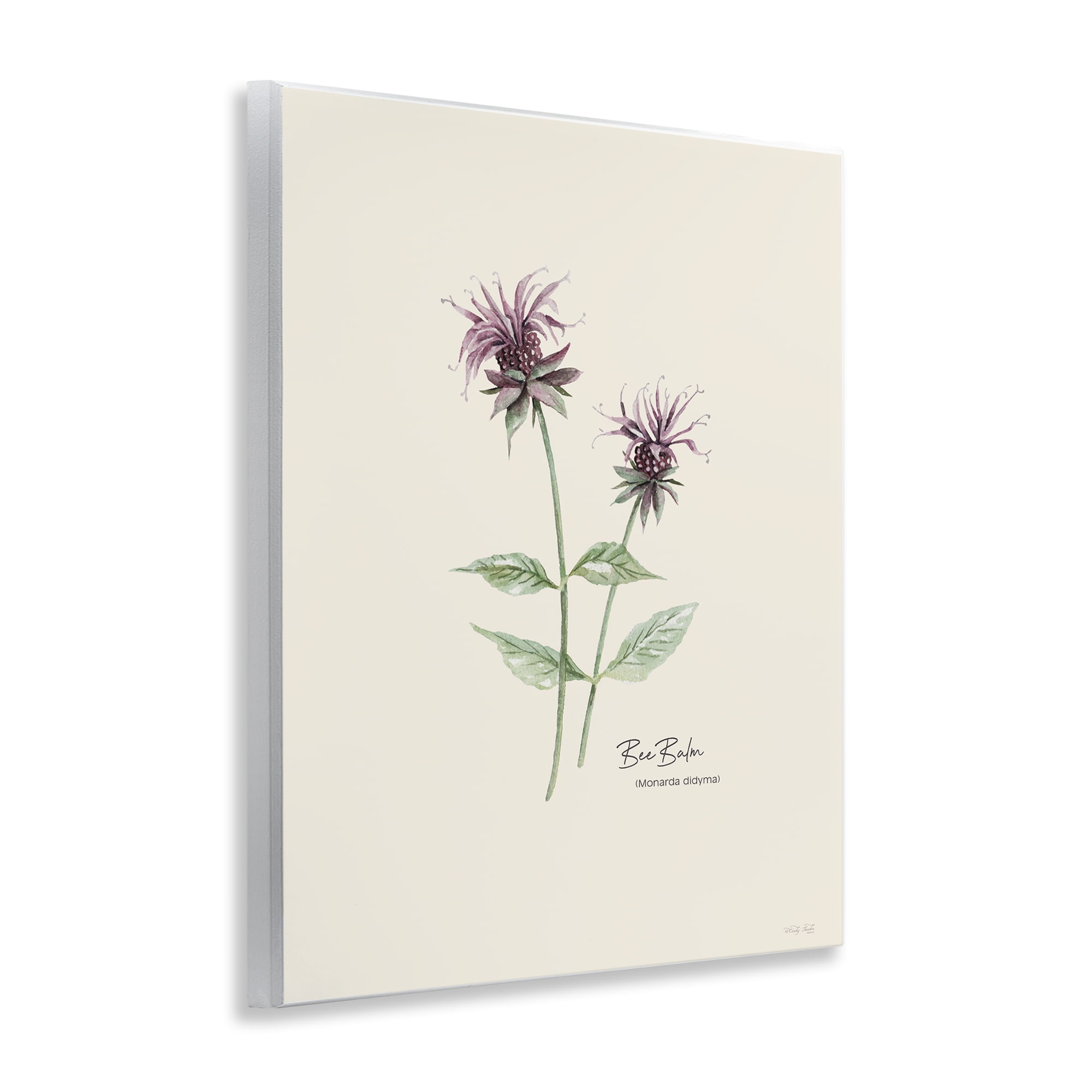 Stupell Industries Bee Balm Herb Botanical & Floral Painting Unframed Art Print Wall Art, 11 x 14