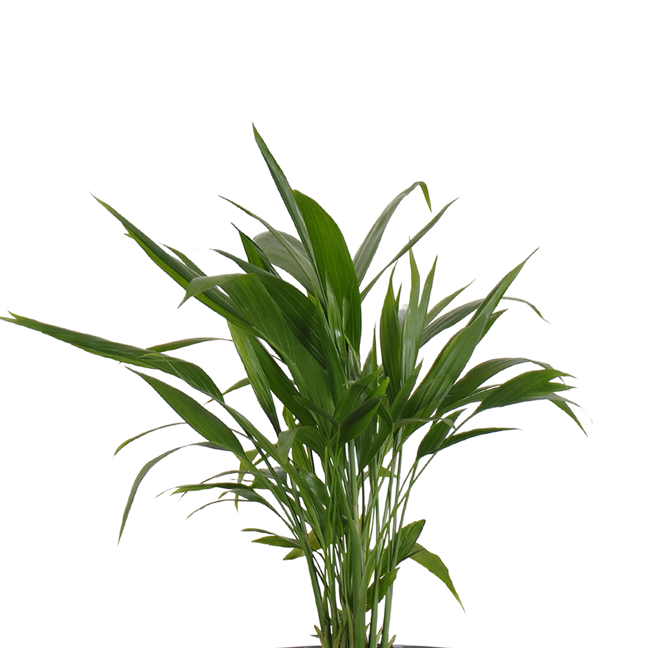 United Nursery Live Areca Palm Houseplant 12-14in Tall in 6 inch Terracotta Bayside Decor Pot