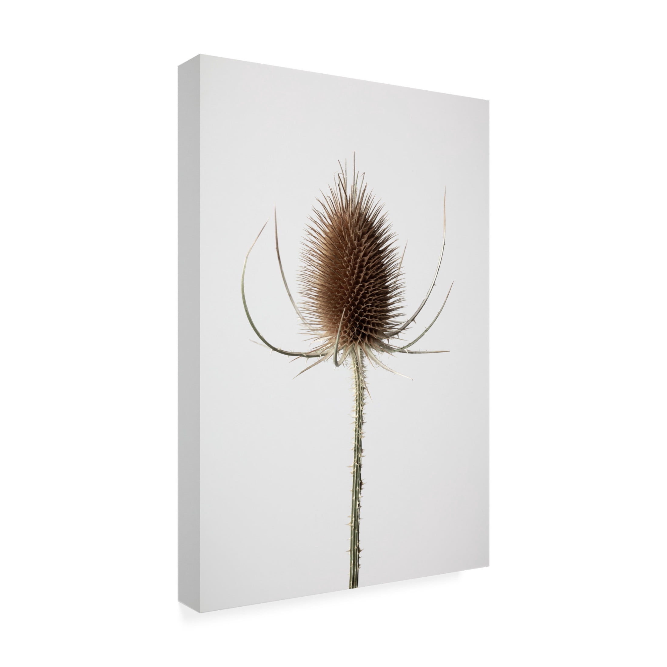Trademark Fine Art Pictufy Studio Dried Canvas Wall Art