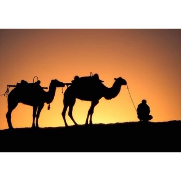 Camel Caravan Silhouette at Dawn Silk Road China Canvas Art - Keren Su DanitaDelimont (18 x 12)