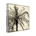 thumbnail image 2 of Trademark Fine Art 'Palm Tree Sepia III' Canvas Art by Debra Van Swearingen, 2 of 3