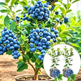 thumbnail image 5 of 2 Top Hat Blueberry Bush Live Plant, Blueberry Plants Live For Planting 5 To 8 Inch Tall, Sweet Blueberries Fruit Seedlings, 5 of 5