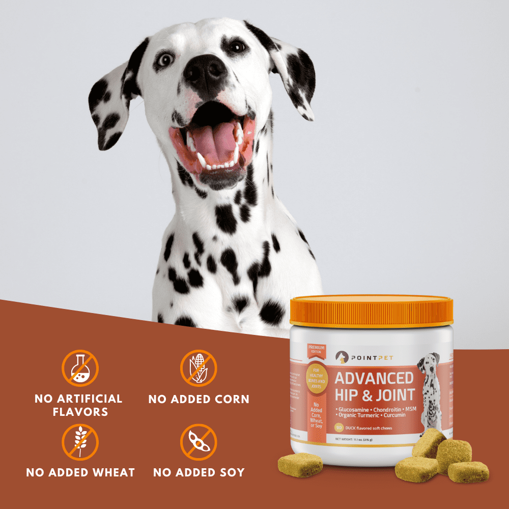 activflex for dogs