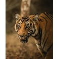 thumbnail image 2 of Somnath 20x24 Gold Ornate Wood Framed with Double Matting Museum Art Print Titled - The Tiger, 2 of 4