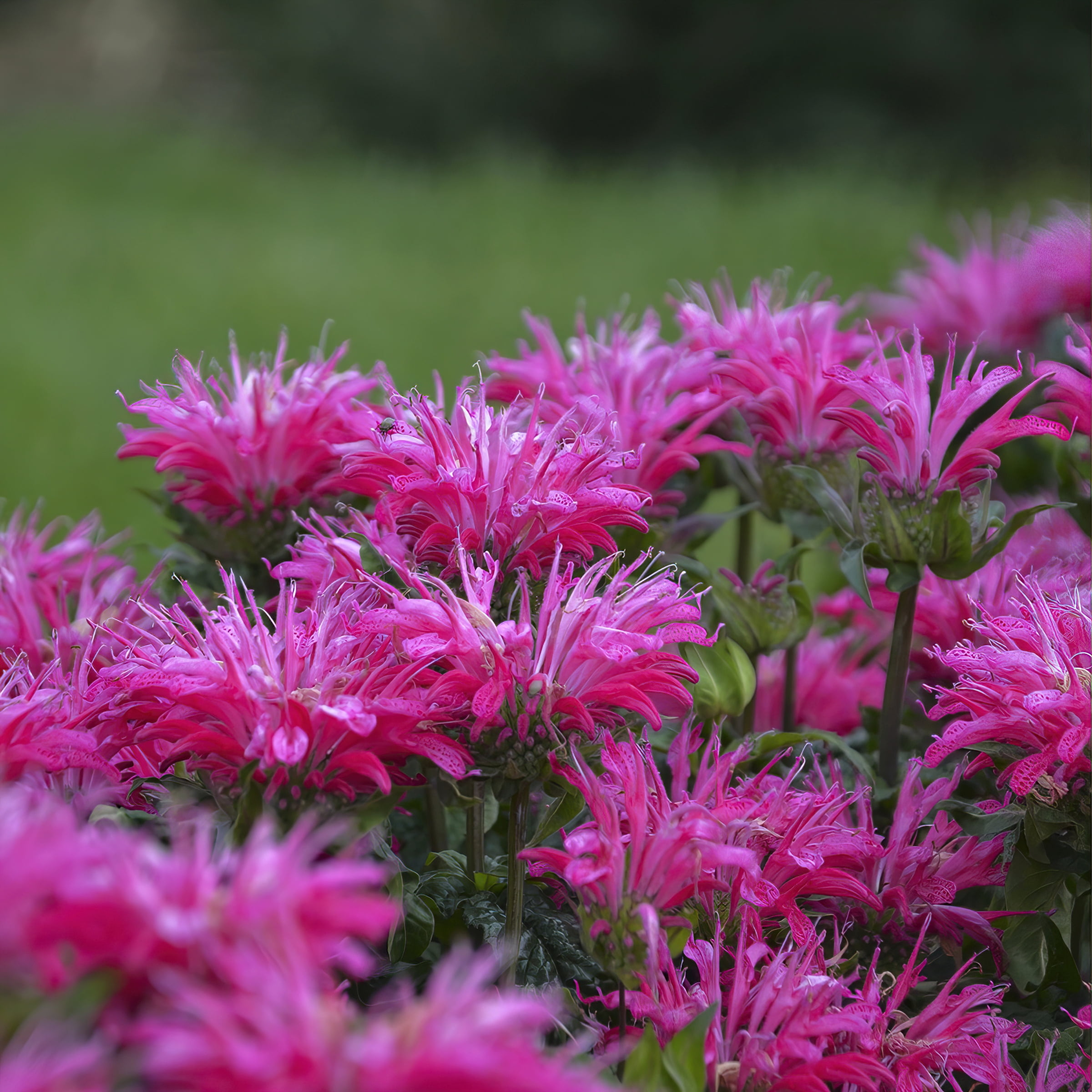 National Plant Network 3.25 in. Monarda Electric Pink Bee Balm Plant (3-Pack)
