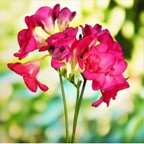 Easy to Grow Freesia Double Pink 15 Plant Bulbs, Fragrant Flowers Spring Zones 9-11