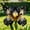 B, variant on Butterfly Flower Iris for planting-Home Decoration-Beautiful Gift Garden-Premium Garden Stakes-Bloom Year After Yea-Home Decoration-Beautiful Gift Gardenr-(Non-Artificial)