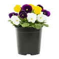 thumbnail image 2 of Expert Gardener 2.5QT Yellow Purple White Pansy Live Annual Plant Sun 3-Pack, 2 of 6