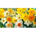 thumbnail image 4 of Peaches and Cream Daffodil Bulbs for Planting - Colorful Daffodil Blooms (10 Bulbs), 4 of 5