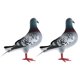 thumbnail image 5 of Mini pájaros falsos, palomas artificiales de espuma, simulación de palomas, adornos de palomas artificiales, animales, regalos de Pascua, decoración uds estilo B, 5 of 8