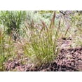 thumbnail image 5 of 300 Bottlebrush SQUIRRELTAIL RYE GRASS Elymus Elymoides syn Sitanion Hystrix Red Plume Squirrel Tail Ornamental Seeds, 5 of 9