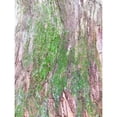 thumbnail image 3 of Grayscale 19x24 Black Modern Framed Museum Art Print Titled - Bark and Moss II, 3 of 5
