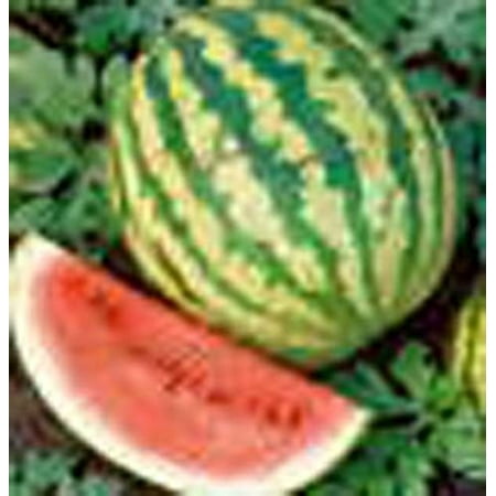 Crimson Sweet - Watermelon Crimson Sweet Great Heirloom Garden Vegetable 200 Seeds