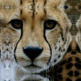 thumbnail image 2 of Dana Underdahl 36x36 Gallery Wrapped Canvas Wall Art Titled - Cheetah Portrait III, 2 of 4
