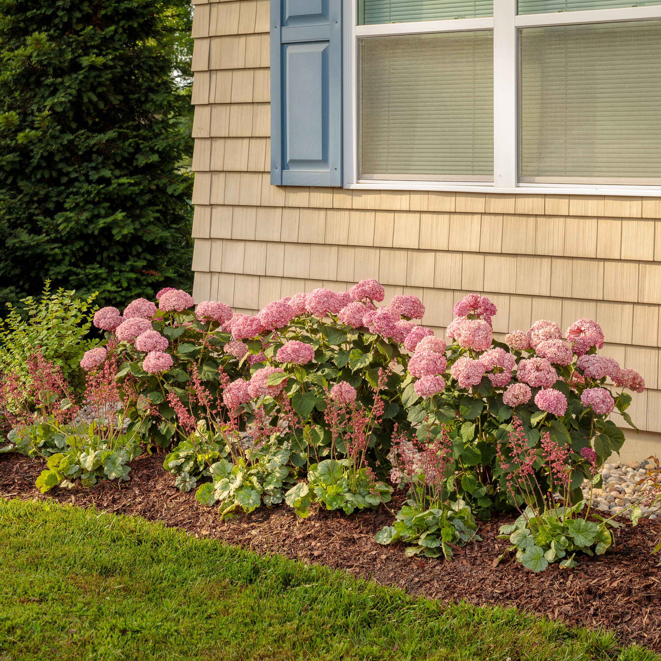 Proven Winners ColorChoice 6" Red Invincibelle Ruby Smooth Hydrangea Live Plant in 7.5" Pot