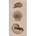 thumbnail image 2 of Popp, Grace 14x24 Gold Ornate Wood Framed with Double Matting Museum Art Print Titled - Shells on Sepia I, 2 of 4