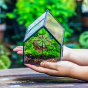 NCYP Mini House-Shaped Glass Terrarium with Lid, 4.25 Small Lidded Plant Terrarium for Moss, Tiny Plants, Low-Growing Sundew Plants and Tabletop Décor (Terrarium Only)