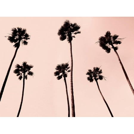 Palm Tree Photo - Palm Trees 1997 Copper Pink Tropical Tree Fine Art Photo Print Wall Art By Erik Asla